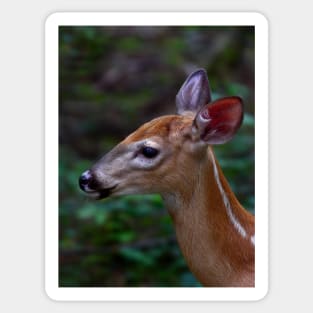 Fawn - White-tailed Deer Sticker